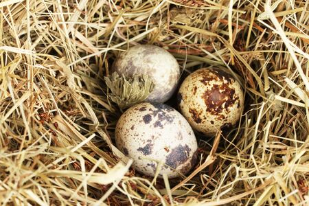 quail eggs in a nest of hay close-upの写真素材