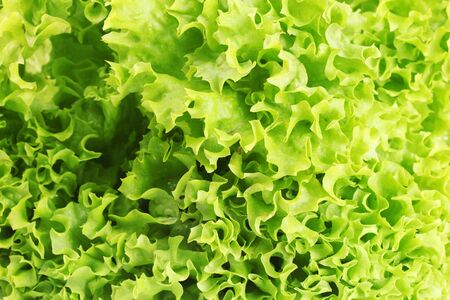 fresh lettuce textureの写真素材