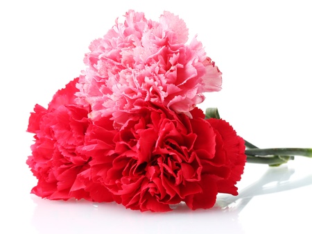 Bouquet of carnations isolated on whiteの写真素材