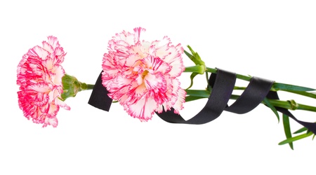 carnations and black ribbon isolated on whiteの写真素材