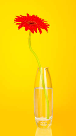 Beautiful red gerbera in vase on yellow background close-upの写真素材