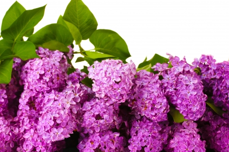 beautiful lilac flowers isolated on white
の写真素材