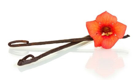Vanilla pods with flower isolated on whiteの写真素材