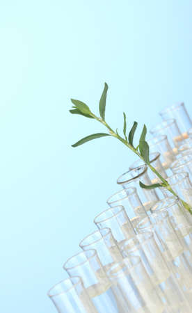 Test-tubes with a transparent solution and the plant on blue background close-upの写真素材