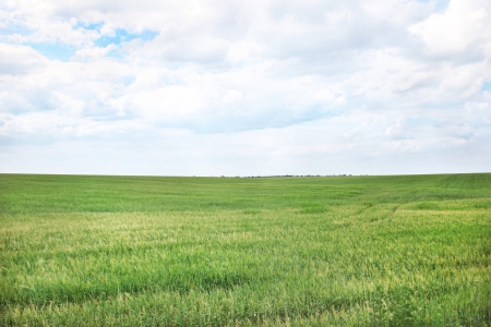Green wheat fieldの写真素材
