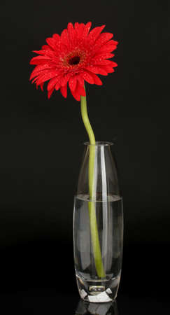 Beautiful red gerbera in vase isolated on black background close-up