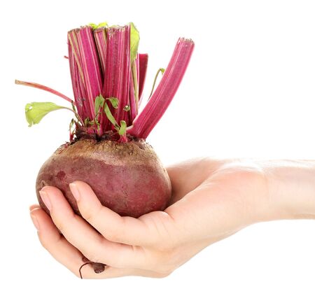 Young red beet in hand isolated on whiteの写真素材