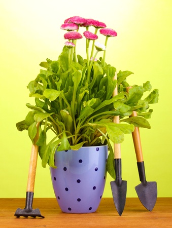 Pink flowers in pot with instruments on wooden table on green backgroundの写真素材