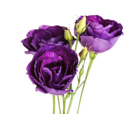 purple eustoma on white backgroundの写真素材