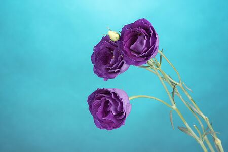 purple eustoma on blue backgroundの写真素材