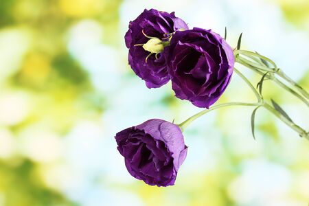 purple eustoma on bright green backgroundの写真素材
