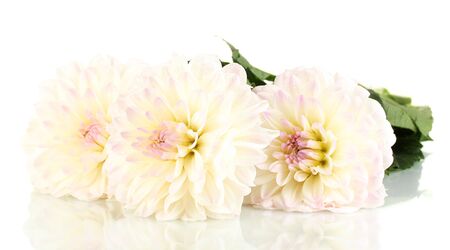 Beautiful white dahlias on white background close-upの写真素材