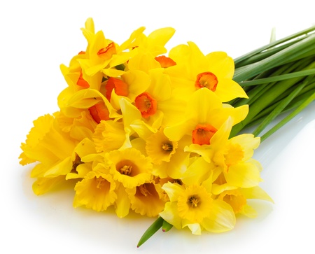 beautiful yellow daffodils isolated on whiteの写真素材