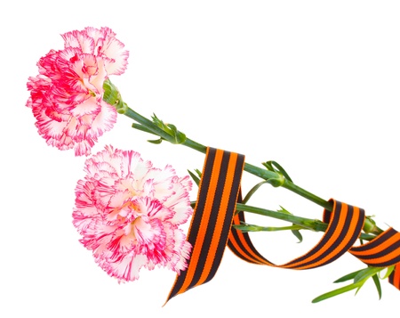 carnations and St. George's ribbon isolated on whiteの写真素材