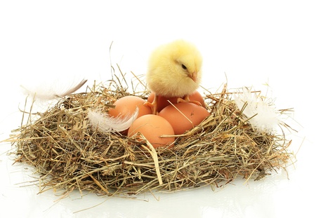 beautiful little chicken and eggs in nest, isolated on the white beautiful little chicken and eggs in nest, isolated on the white
