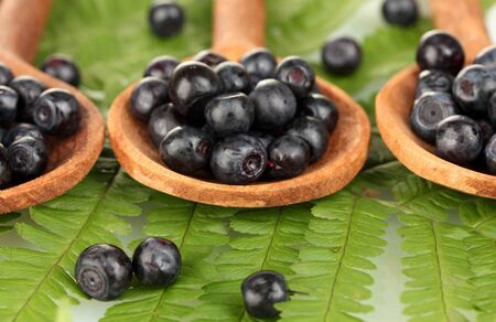 Tasty blueberries in wooden spoons on fern close-upの写真素材