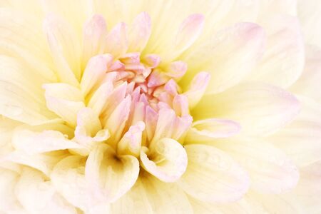 Beautiful white dahlia close-upの写真素材
