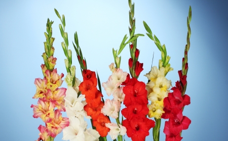 Beautiful colorful gladiolus on blue background close-upの写真素材