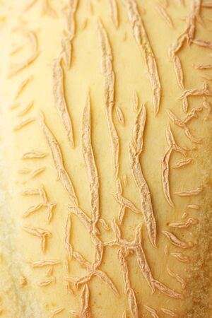 yellow melon close-up