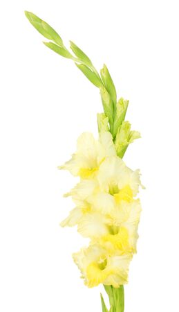 branch of yellow gladiolus on white background close-upの写真素材