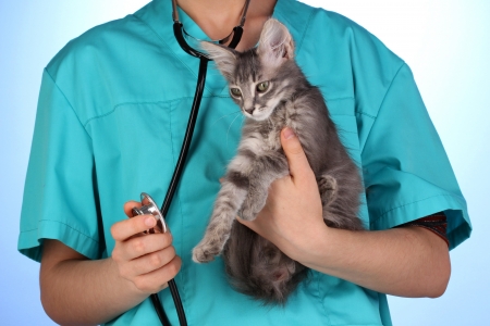 Veterinarian examining a kitten on blue backgroundの写真素材