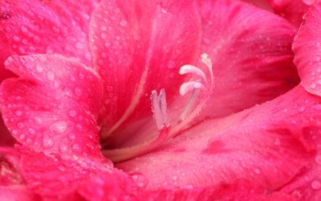 beautiful pink gladiolus, close upの写真素材