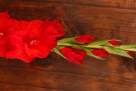 branch of red gladiolus on wooden background close-upの写真素材