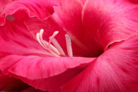 beautiful pink gladiolus, close upの写真素材