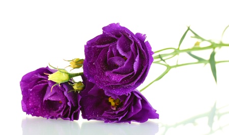 purple eustoma on white backgroundの写真素材
