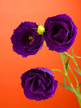 purple eustoma on red backgroundの写真素材
