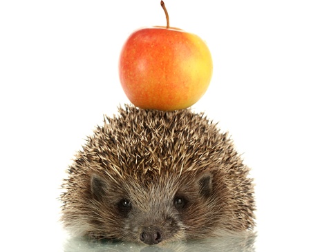 Hedgehog with apple, isolated on whiteの写真素材
