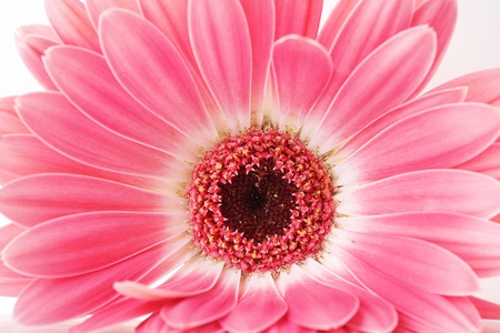 beautiful pink gerbera close up
の写真素材