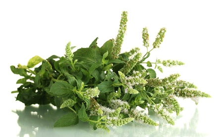 fresh mint with flowers,  isolated on whiteの写真素材
