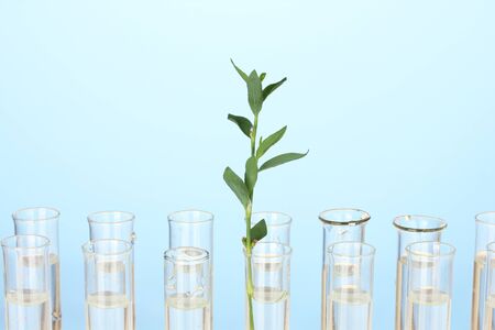 Test-tubes with a transparent solution and the plant on blue background close-upの写真素材