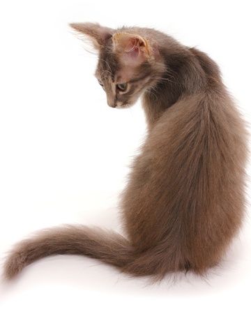 Small gray kitten isolated on whiteの写真素材