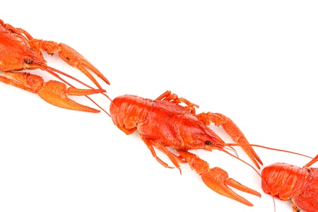 Tasty boiled crayfishes isolated on white