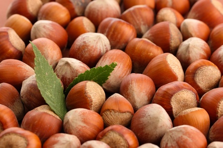 tasty  hazelnuts with leaves, close upの写真素材
