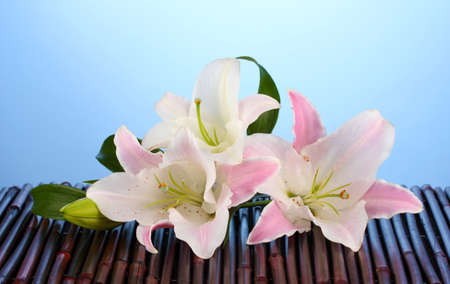 Pink lily flower on blueの写真素材