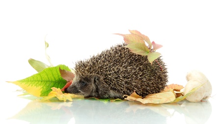Hedgehog on autumn leaves, isolated on whiteの写真素材