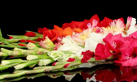 Beautiful colorful gladiolus on black background close-upの写真素材