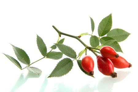 ripe hip roses on branch with leaves, isolated on white
の写真素材