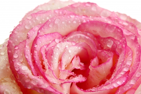 beautifu pink rose, isolated on whiteの写真素材