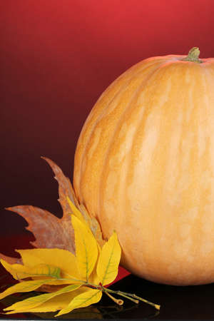 Ripe orange pumpkin with yellow autumn leaves on red background close-upの写真素材