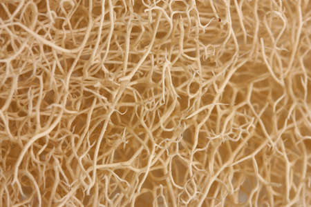 loofah backgroundの写真素材