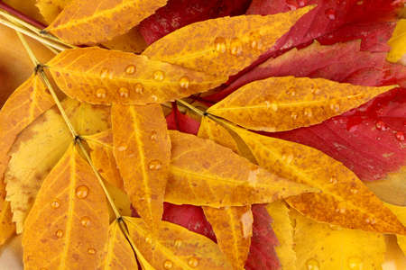 Leaves and rain drops
