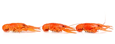 Tasty boiled crayfishes isolated on whiteの写真素材