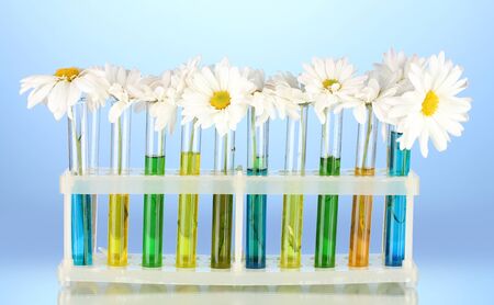 flowers in test tubes on blue backgroundの写真素材
