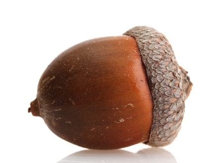 brown acorn, isolated on whiteの写真素材