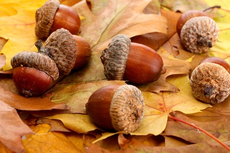 brown acorns on autumn leaves, close up