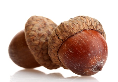 brown acorns, isolated on white